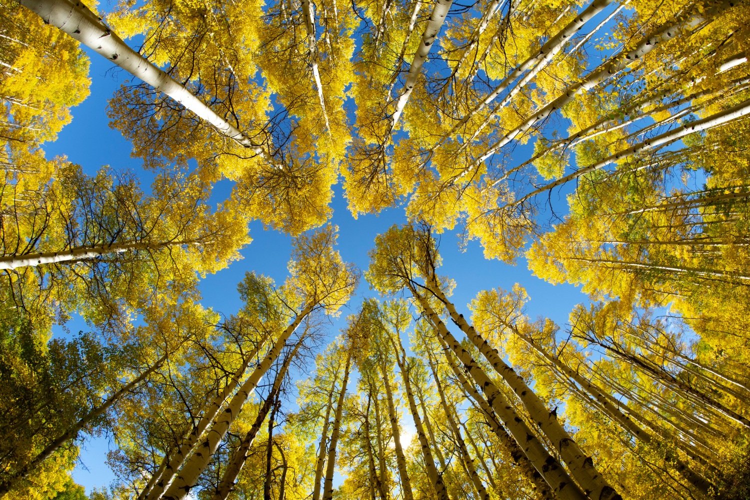 Forêt d’arbres aux feuilles jaunes sous un ciel bleu, symbole de durabilité et d’engagement RSE.