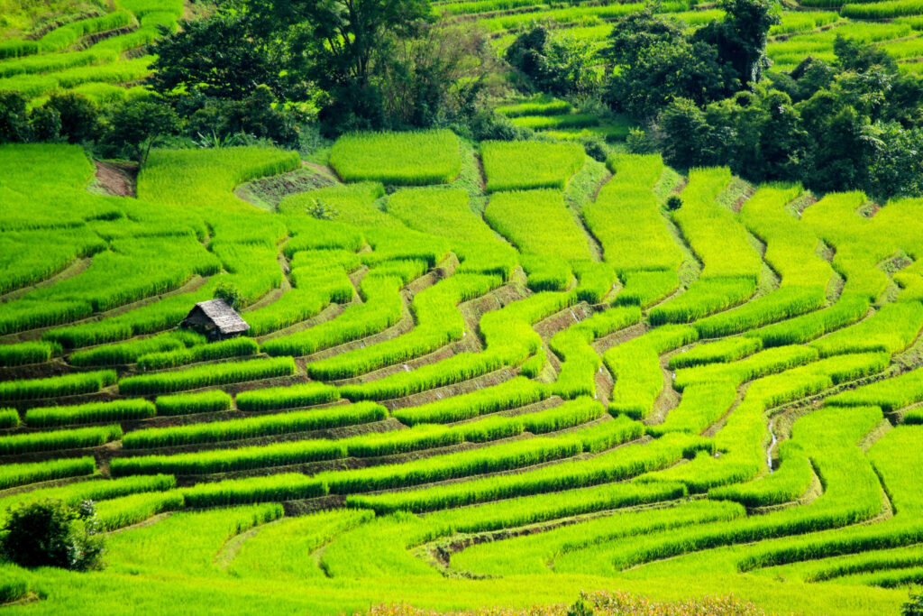 Parlez de l’agriculture traditionnelle au Vietnam, de la culture du riz, de l’écotourisme dans les rizières.