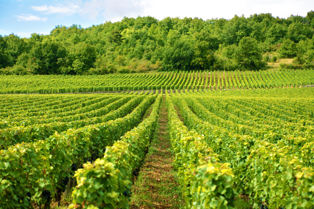 Mentionnez le terroir français, la viticulture, le tourisme œnologique et le paysage.
