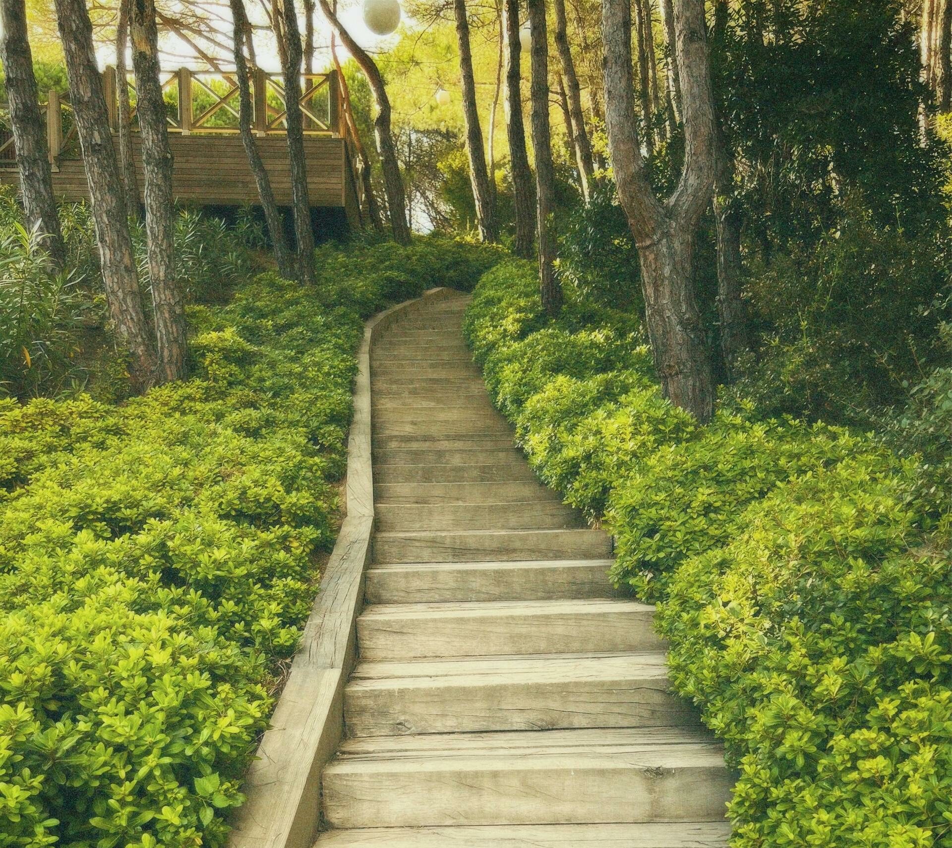 Escalier en bois dans une forêt, illustrant un chemin clair, sécurisé et progressif pour avancer dans sa démarche RSE, simple et efficace