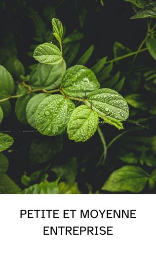 Arbuste robuste et solide, symbole d’une PME stable et en expansion.