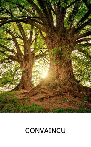 Chêne robuste et enraciné, offrant ombre et force, symbole du dirigeant convaincu par la RSE