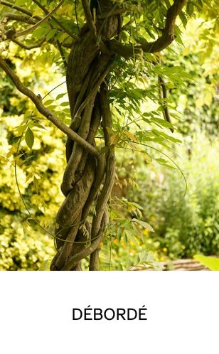 Jardin naturel et un tronc d’arbre entre mélé, symbole du dirigeant débordé.