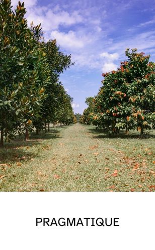 Verger bien organisé avec rangées d’orangers, symbole du dirigeant pragmatique.