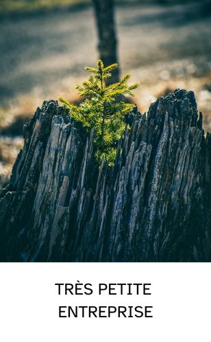 Petit buisson vigoureux qui pousse, image de la TPE en pleine énergie de croissance.